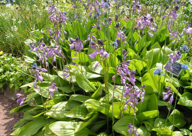 What hosta seeds look like: photos, how to collect and store