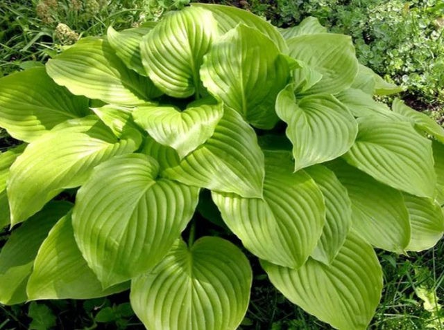 What hosta seeds look like: photos, how to collect and store