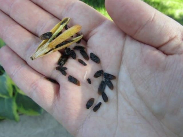 What hosta seeds look like: photos, how to collect and store