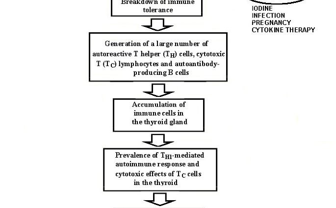 What influences the development of Hashimoto&#8217;s?