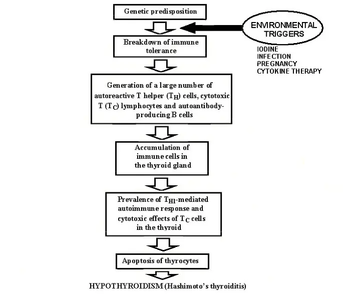 What influences the development of Hashimoto&#8217;s?