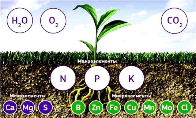 What is a chelated form of fertilizers: benefits and applications