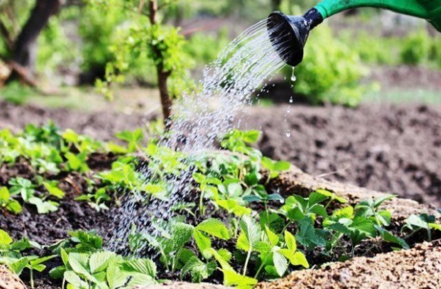 What is a chelated form of fertilizers: benefits and applications