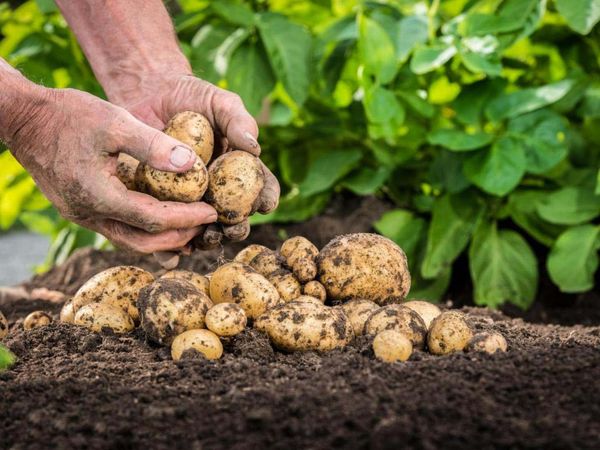 What is a root crop, what are the types: potatoes, carrots, parsnips, celery, radishes, Jerusalem artichoke + composition