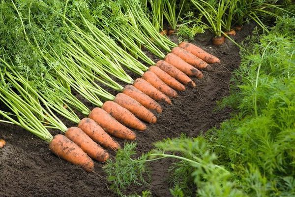 What is a root crop, what are the types: potatoes, carrots, parsnips, celery, radishes, Jerusalem artichoke + composition