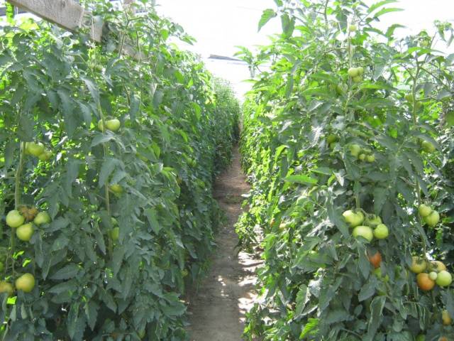 What is a semi-determinate tomato variety