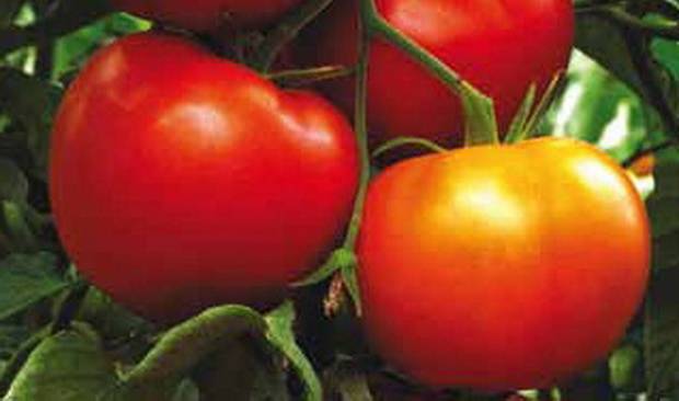 What is a semi-determinate tomato variety