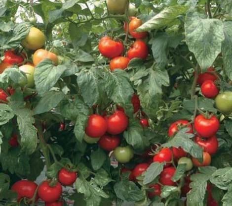 What is a semi-determinate tomato variety