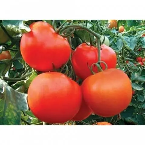 What is a semi-determinate tomato variety