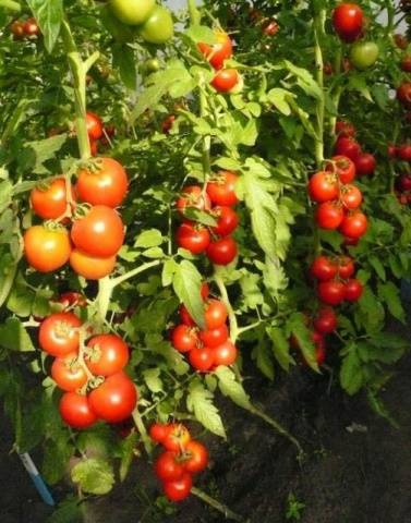 What is a semi-determinate tomato variety