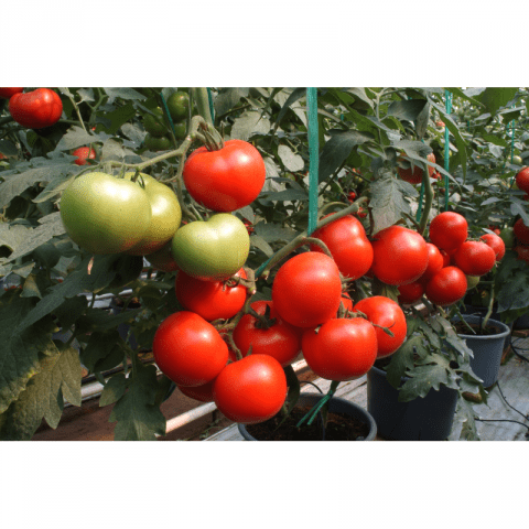 What is a semi-determinate tomato variety