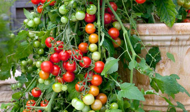 What is a semi-determinate tomato variety