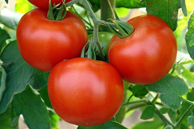 What is a semi-determinate tomato variety