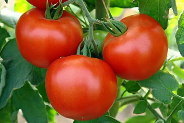 What is a semi-determinate tomato variety