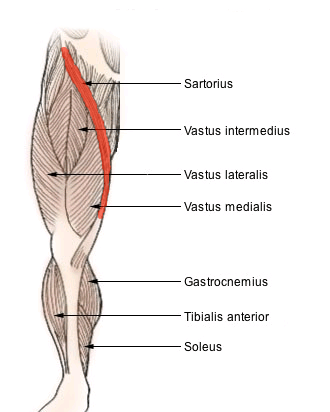 What is a tailor&#8217;s muscle?