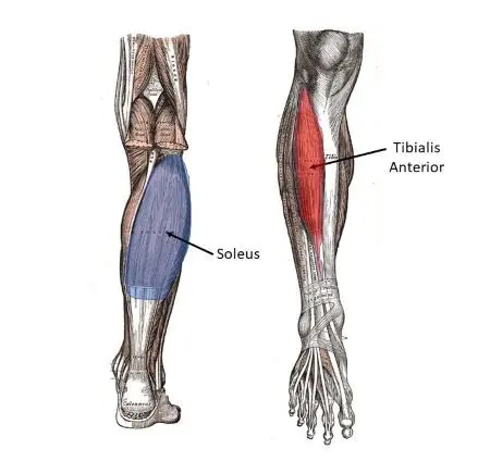 What is an adductor? Where is the soleus muscle located? [ANATOMICAL AND FOOTBALL QUIZ]