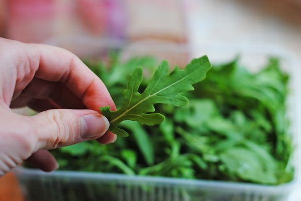 What is arugula: description, best varieties, composition, benefits and harms + use in home cosmetology and cooking