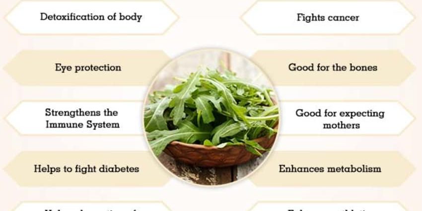 What is arugula: description, best varieties, composition, benefits and harms + use in home cosmetology and cooking