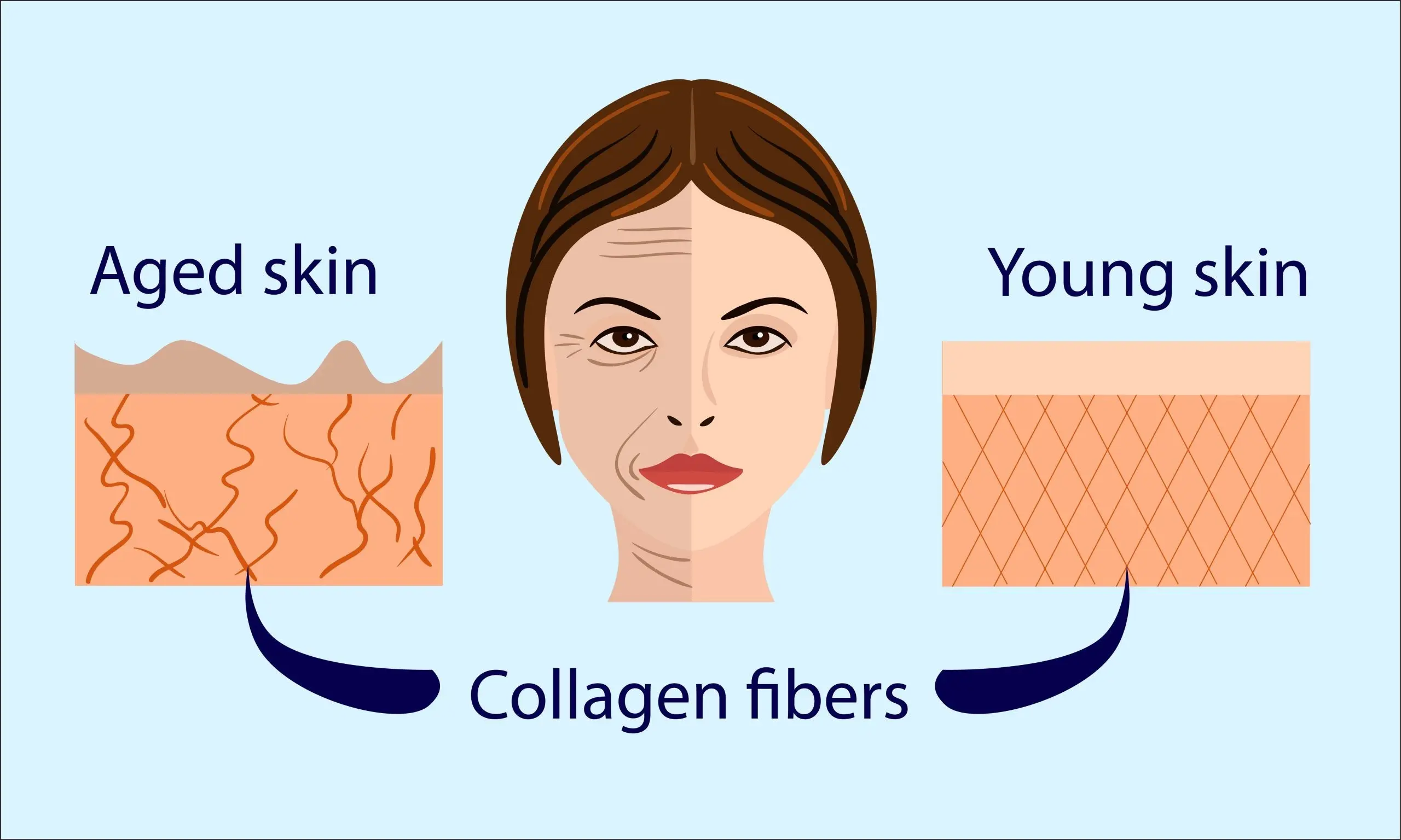 What is collagen and how does it work on facial skin?