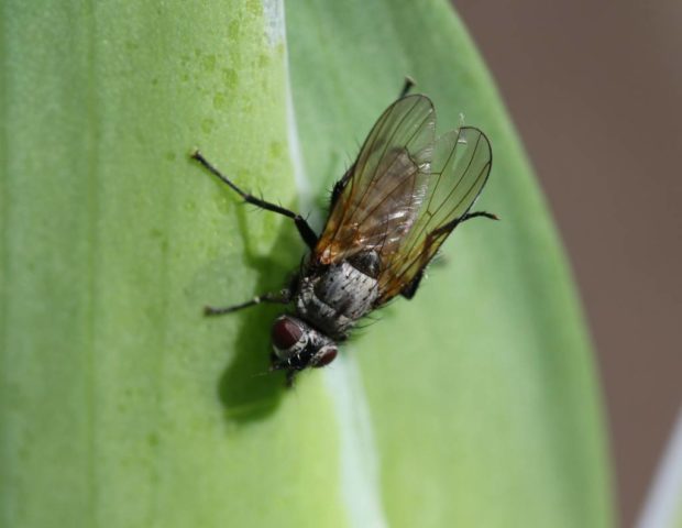 What is dangerous iris fly and the fight against it