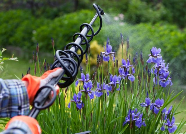 What is dangerous iris fly and the fight against it