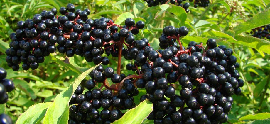 What is elderberry?