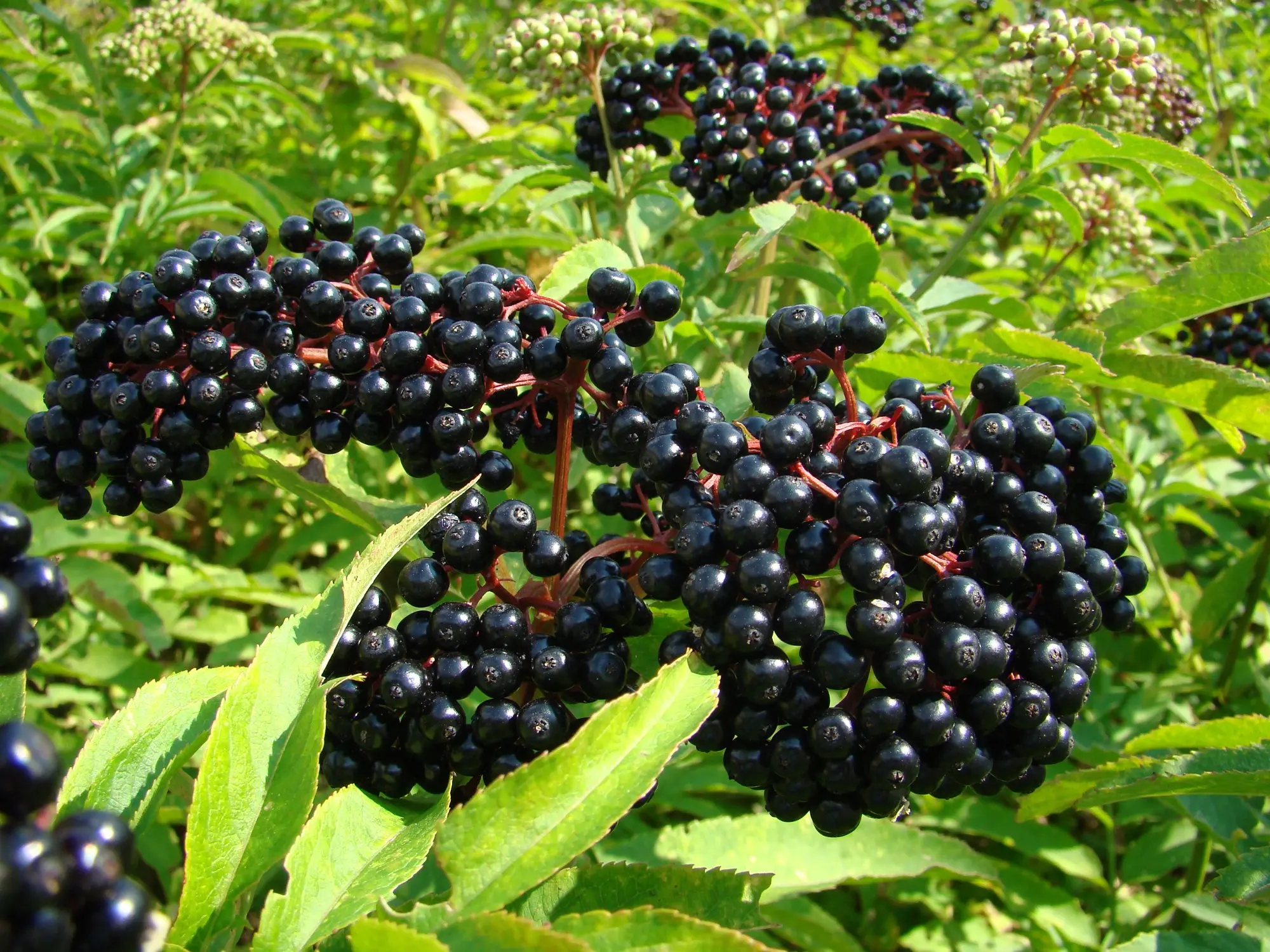 What is elderberry?