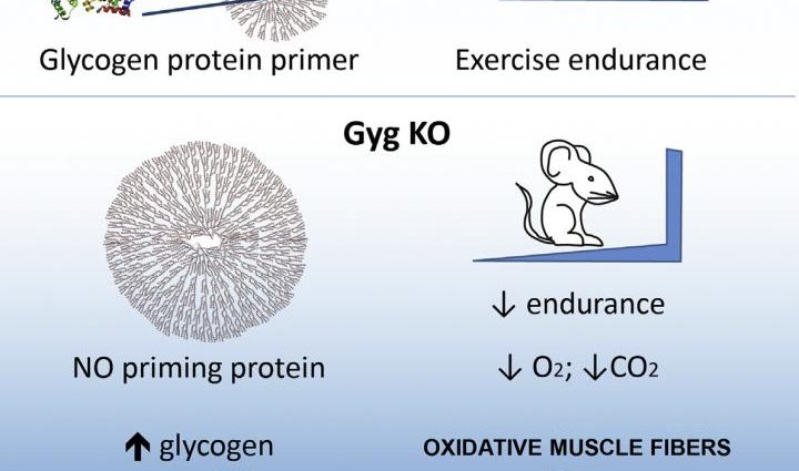 What is glycogen? What is it accumulated in and what does it have to do with physical exertion?