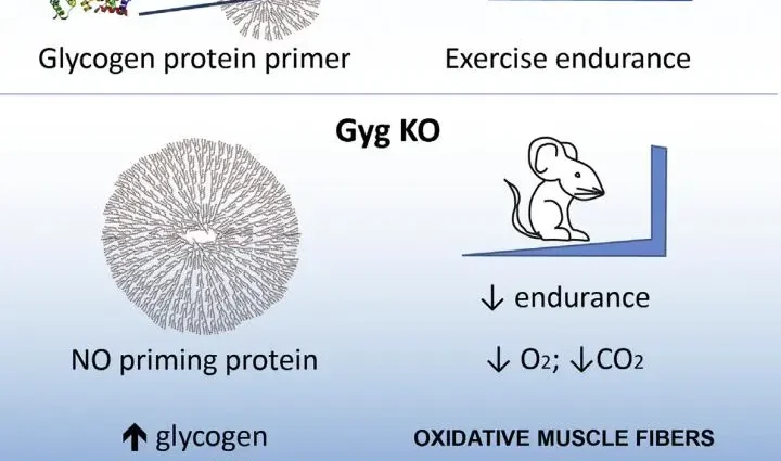 What is glycogen? What is it accumulated in and what does it have to do with physical exertion?