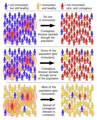 What is herd immunity?