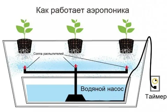 What is hydroponics: description, benefits and harms of the method + hydroponic systems and features of growing plants in them