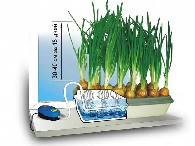 What is hydroponics: description, benefits and harms of the method + hydroponic systems and features of growing plants in them