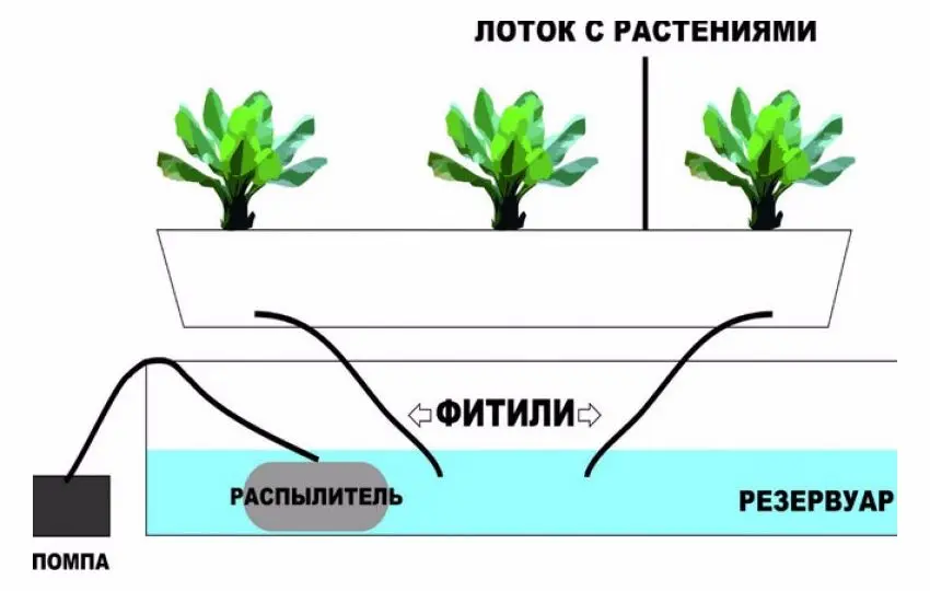 What is hydroponics: description, benefits and harms of the method + hydroponic systems and features of growing plants in them