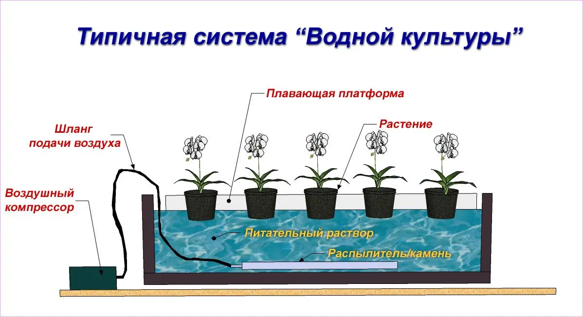 What is hydroponics: description, benefits and harms of the method + hydroponic systems and features of growing plants in them