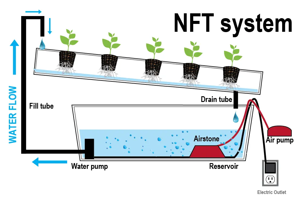 What is hydroponics: description, benefits and harms of the method + hydroponic systems and features of growing plants in them