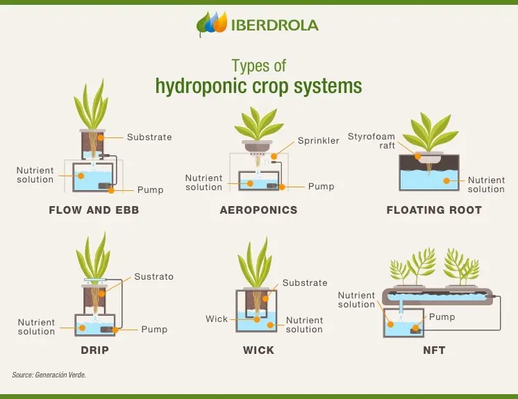 What is hydroponics: description, benefits and harms of the method + hydroponic systems and features of growing plants in them