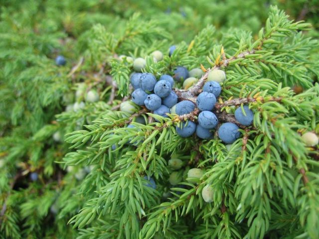 What is juniper: photo and description