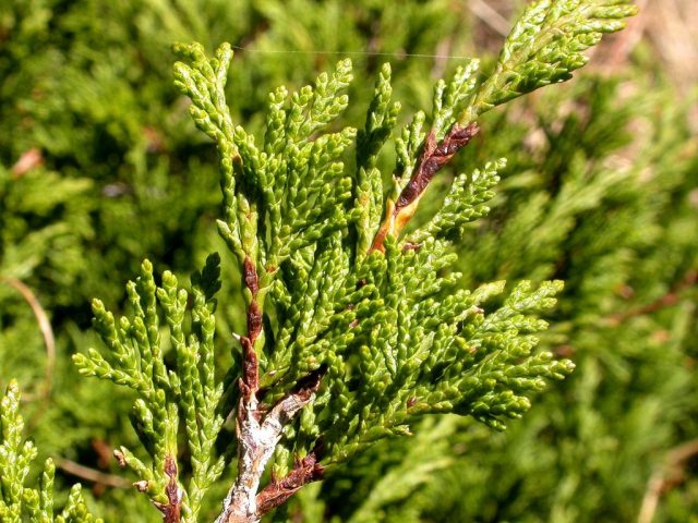 What is juniper: photo and description