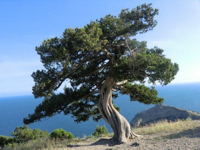 What is juniper: photo and description