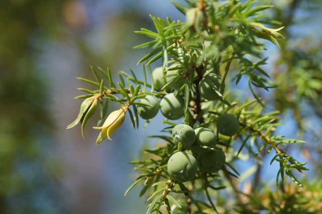 What is juniper: photo and description