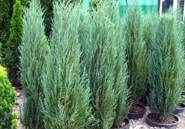 What is juniper: photo and description