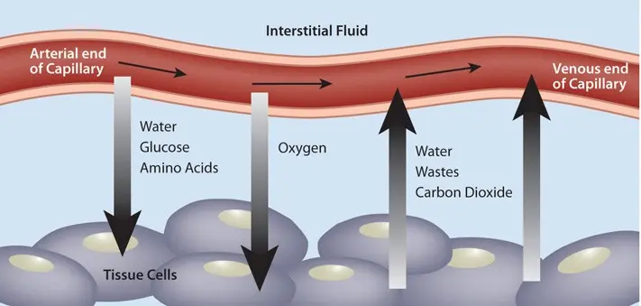 What is perfusion?