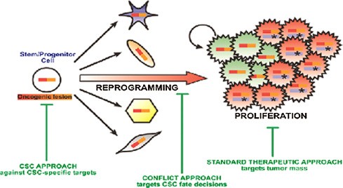 What is proliferation &#8211; can it lead to cancer development?