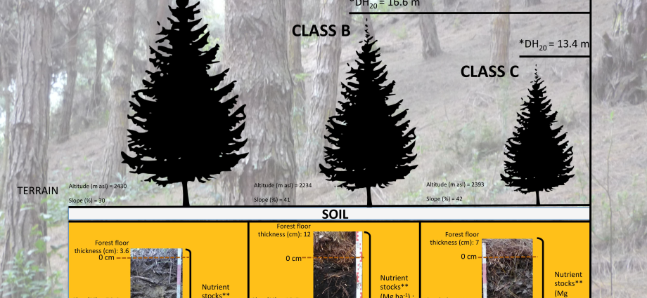 What is spruce branches: application features, shelter methods, compatibility with other materials + pros and cons