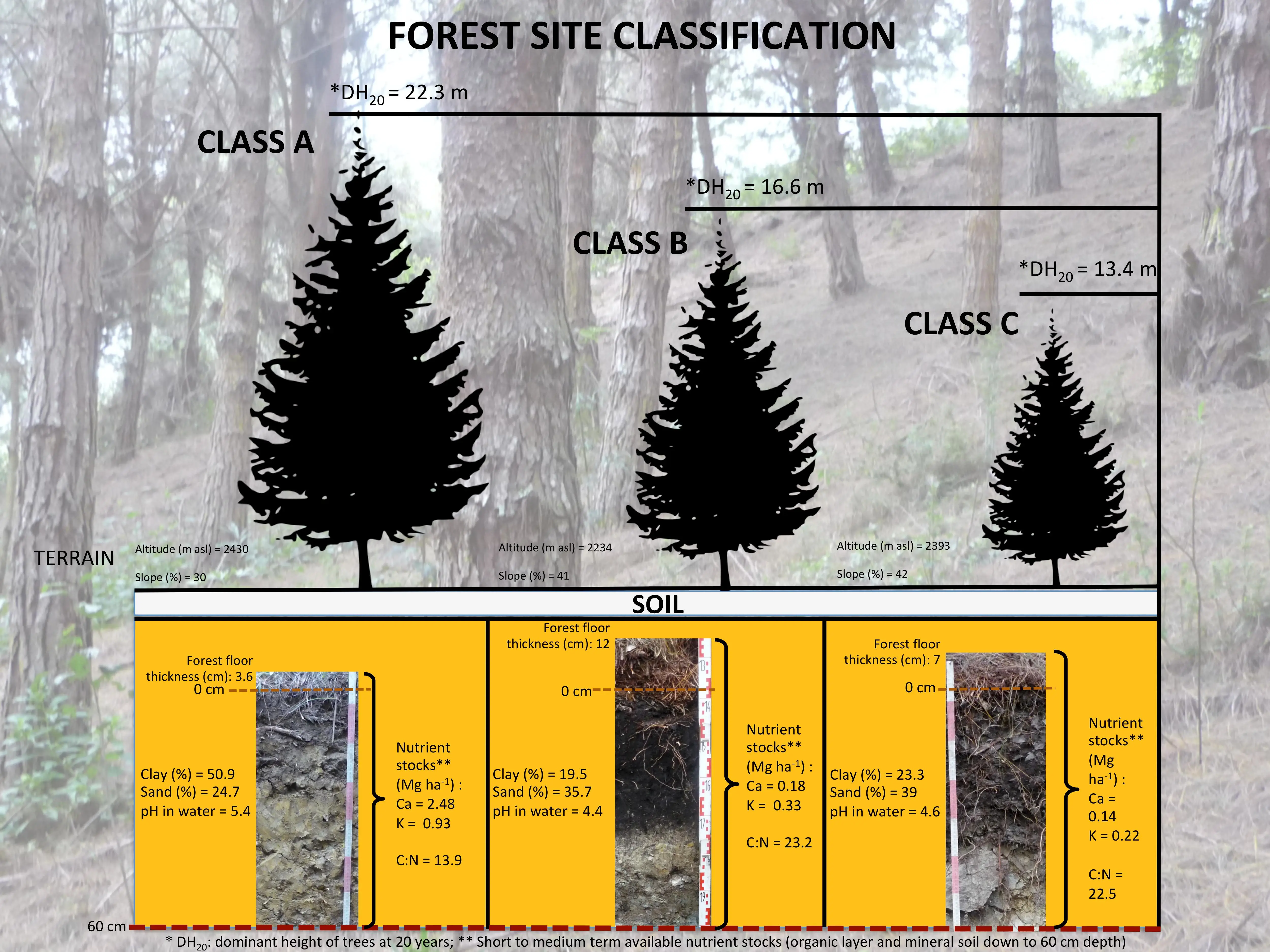 What is spruce branches: application features, shelter methods, compatibility with other materials + pros and cons