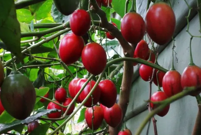 What is tamarillo: description, types, composition, benefits and harms, use in cooking + growing at home