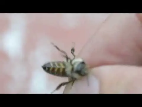 What is the benefit of a bee sting