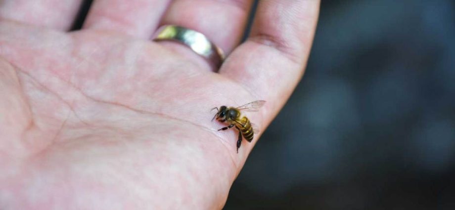 What is the benefit of a bee sting