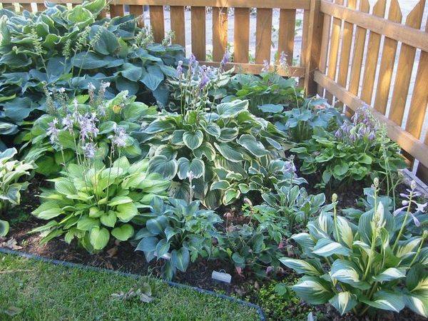 What is the best combination of hostas in landscape design