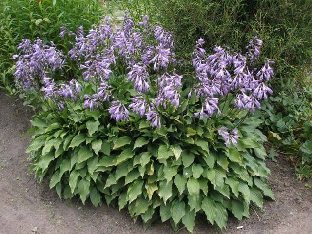 What is the best combination of hostas in landscape design